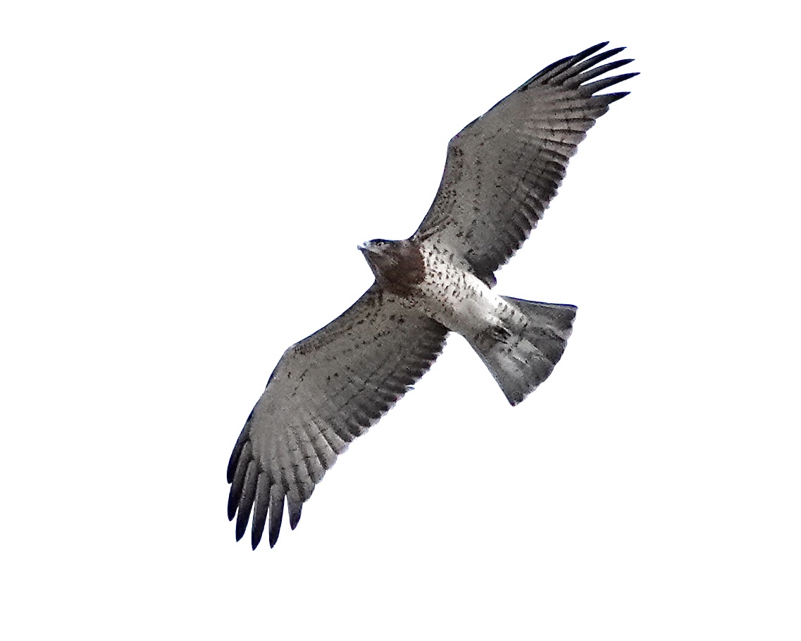 short-toed eagle
